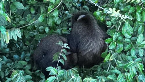 Reintrodução de Bugios