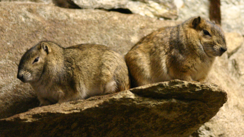 Plano de Ação para Biodiversidade: Conservação do Mocó