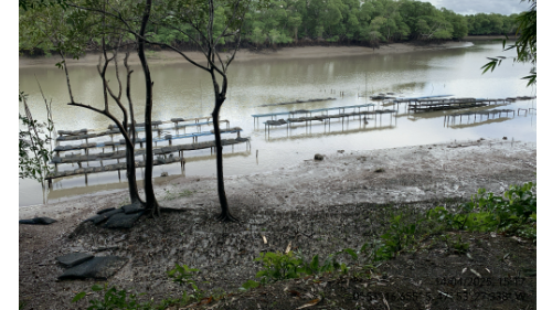 Fortalecimento Infraestrutural e regularidade ambiental da Ostreicultura em Curuçá/PA - Aquavila