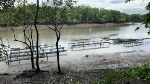 Fortalecimento da Infraestrutura e Regularidade Ambiental da Ostreicultura em Curuçá/PA
