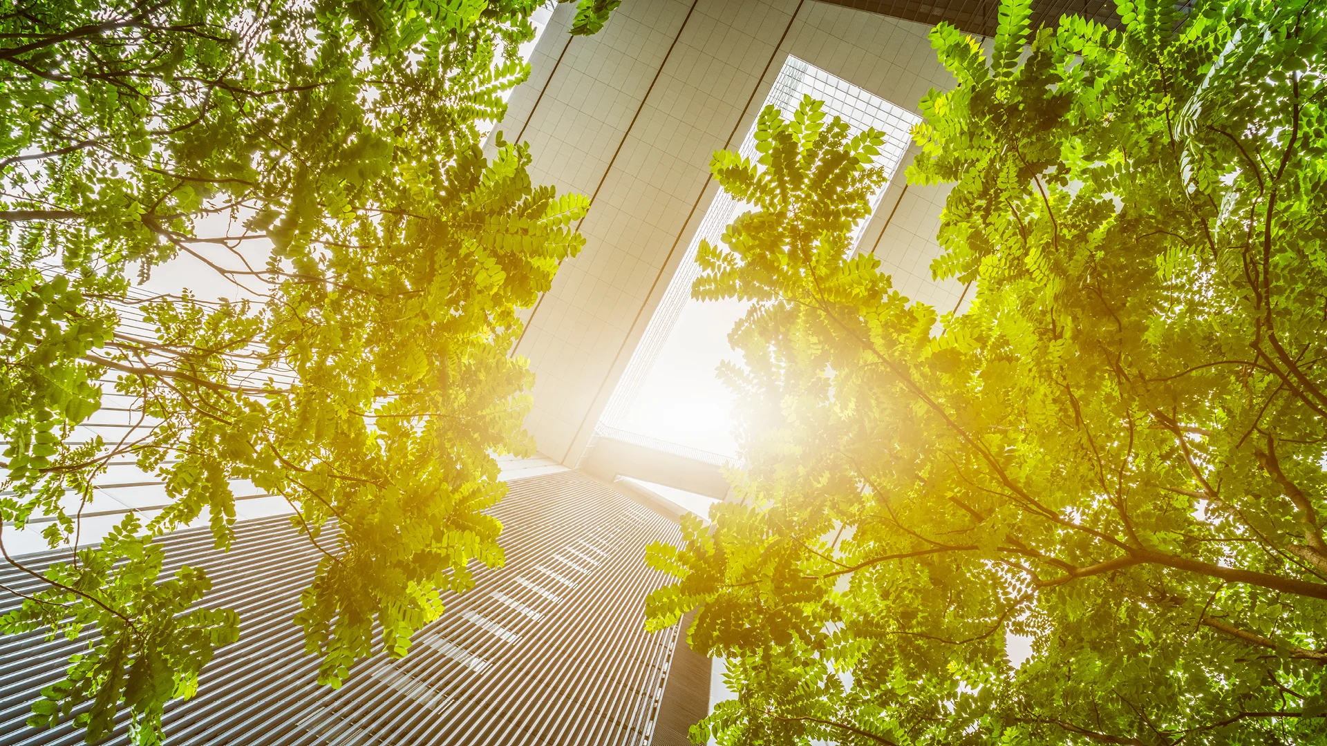Looking up through bright green trees at the glass facade of a modern skyscraper, symbolising the fusion of sustainability and contemporary commercial real estate design.